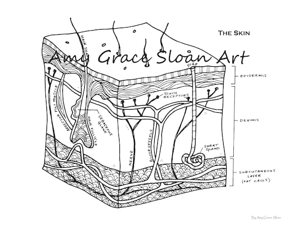 Human anatomy coloring pages download now