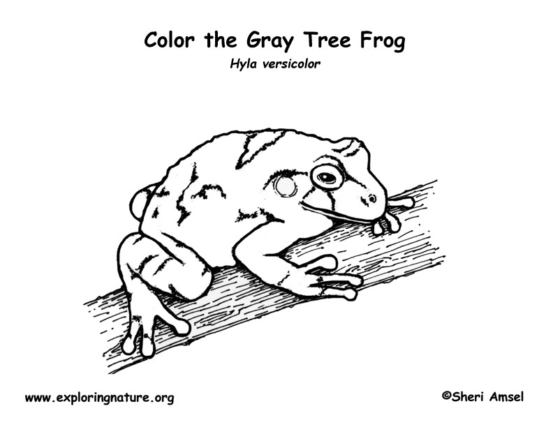 Gray tree frog coloring page