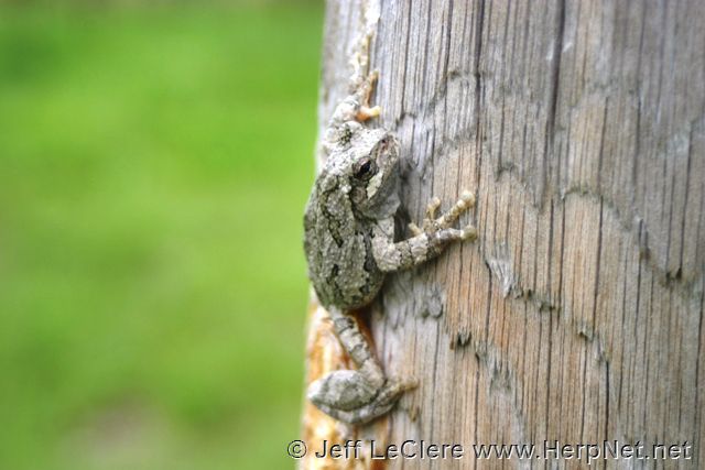 Eastern gray treefrog hyla versicolor â amphibians and reptiles of iowa