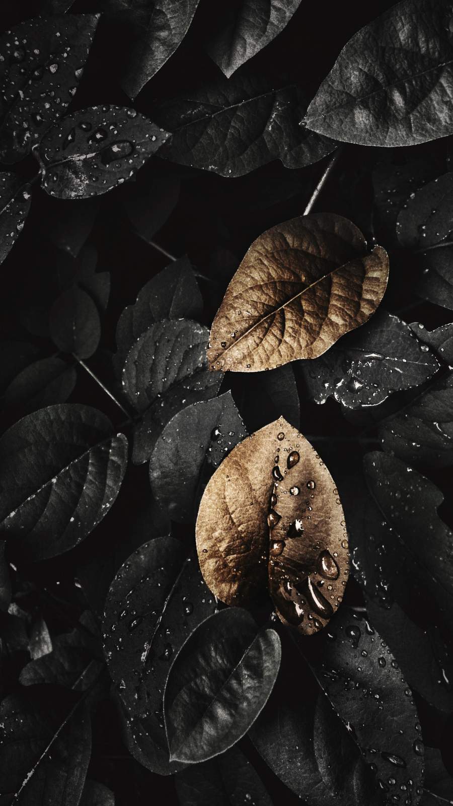 Dark nature foliage iphone wallpaper