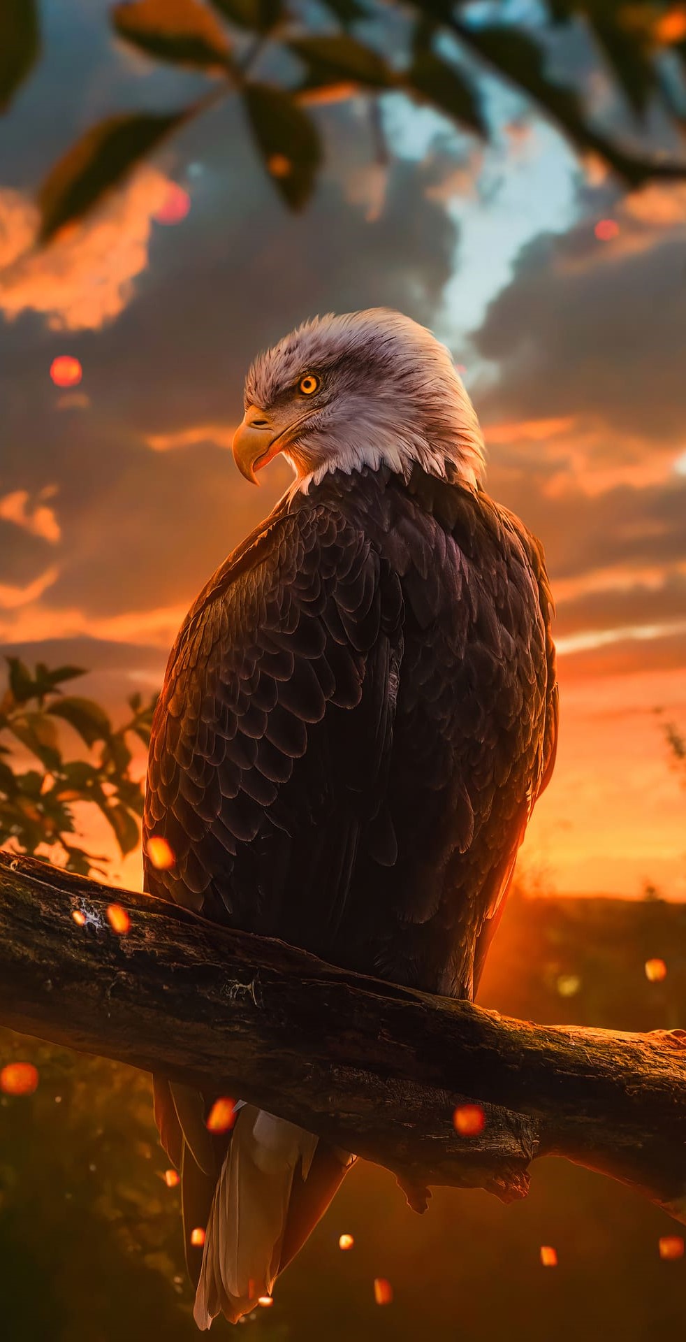 Eagle wallpapers