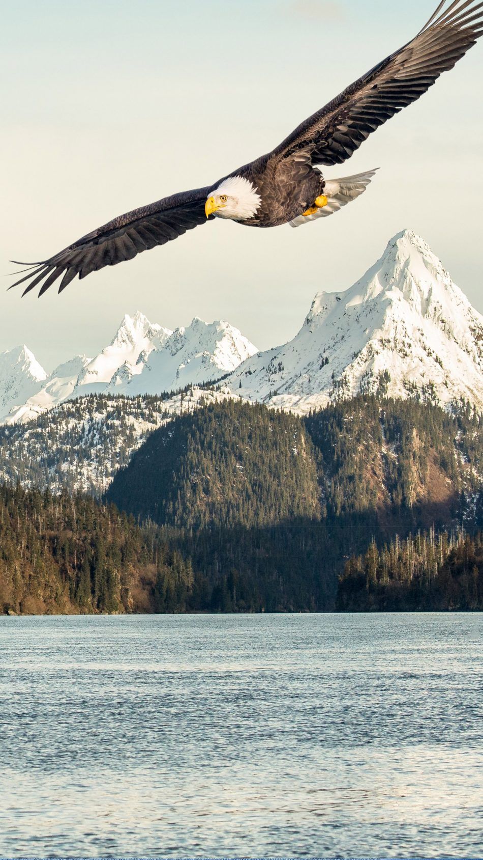 Eagle mountas lake k ultra hd mobile wallpaper eagle wallpaper bald eagle eagle pictures