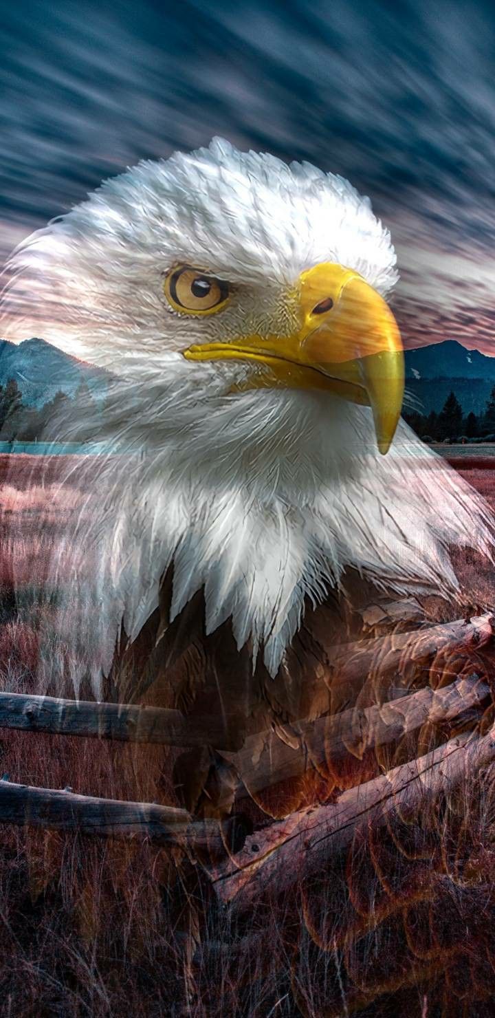 K ultra hd eagle wallpapers for android and iphone eagle wallpaper eagle pictures eagle images