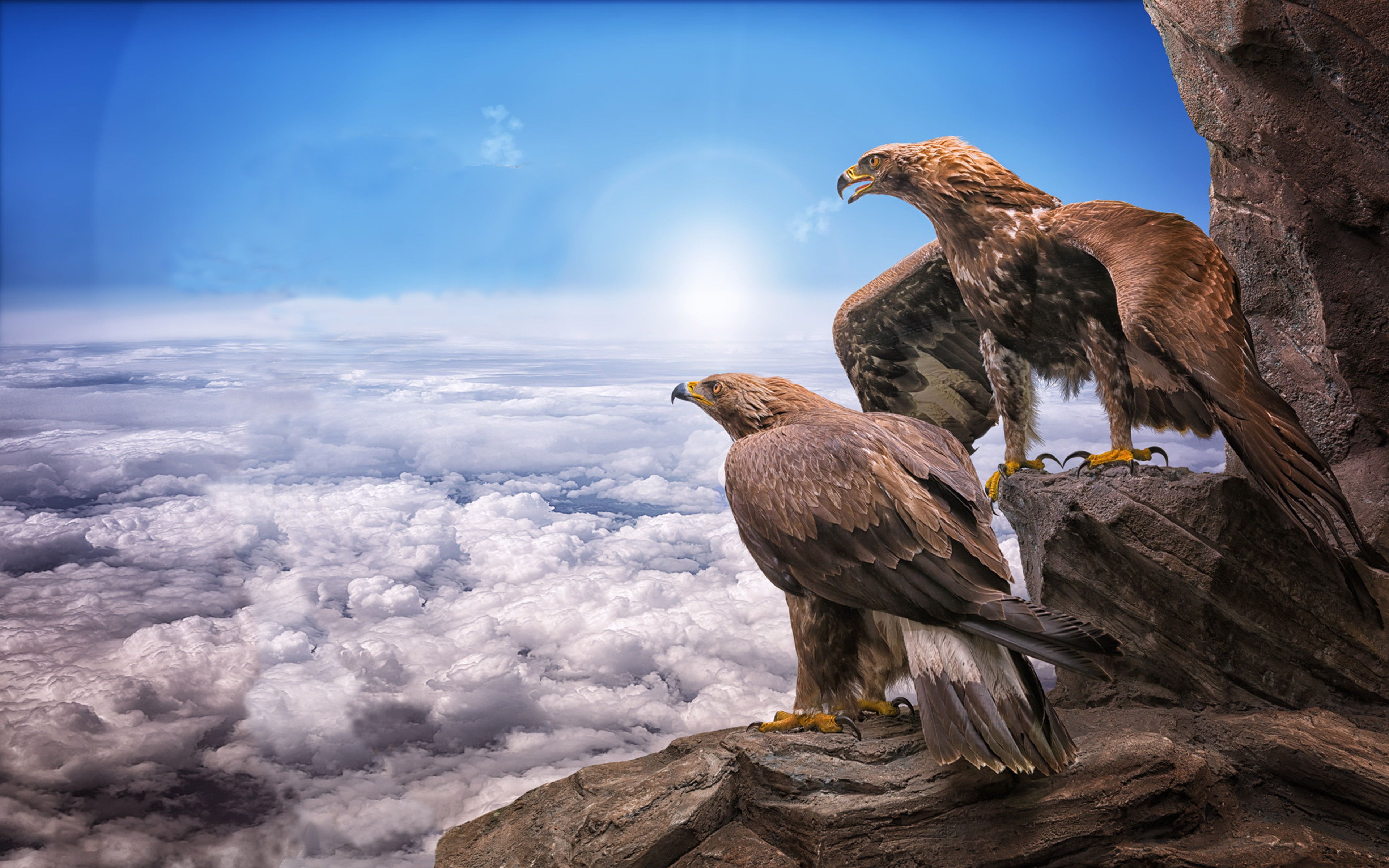 Eagles birds prey masters at heights sky clouds roc sun animals photo wallpaper hd for desktop mobile phonesâ hd wallpaper desktop animal wallpaper hd wallpaper