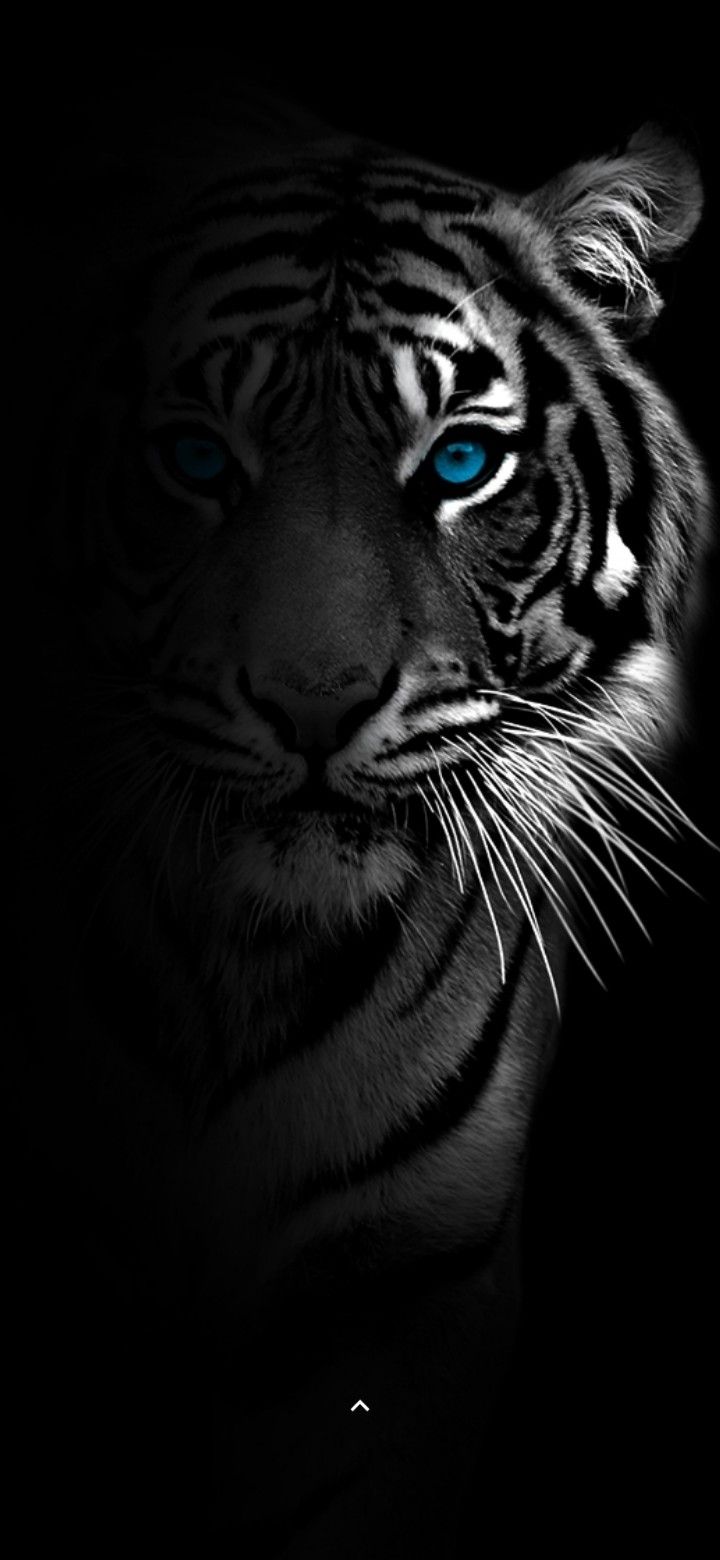 Siberian Tiger - harimau wallpaper (40827644) - fanpop