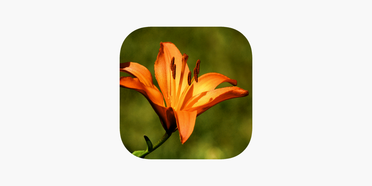 Download Free 100 + iphone lily Wallpapers