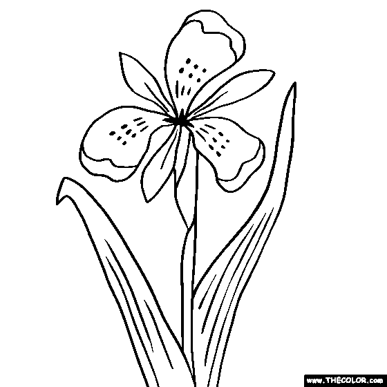 Iris flower online coloring page