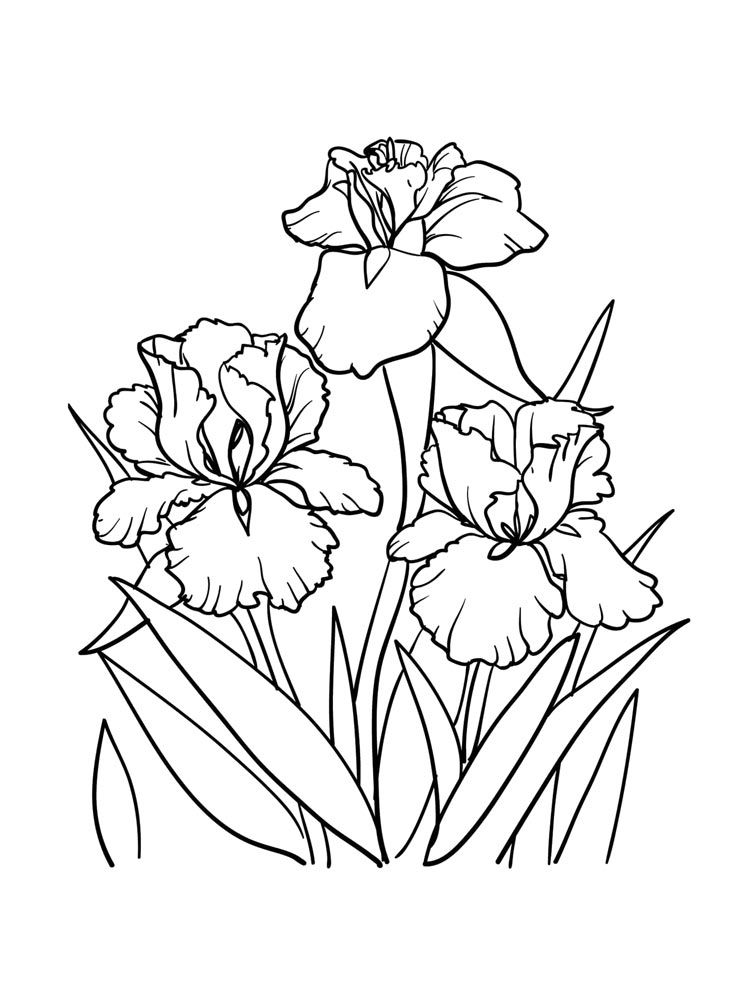 Iris coloring pages