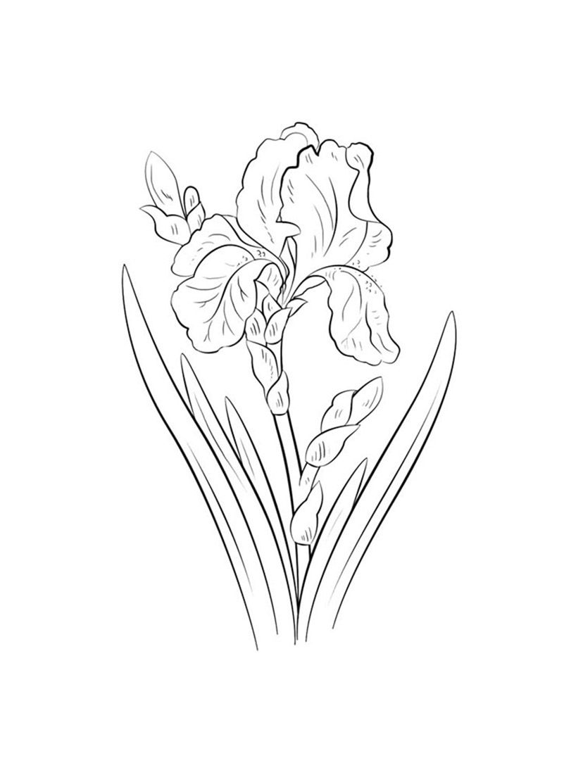 Iris coloring pages