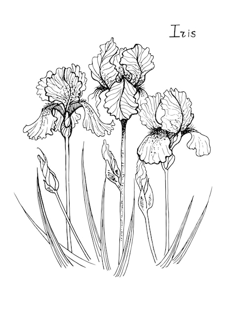 Premium vector vector coloring page of iris flower line