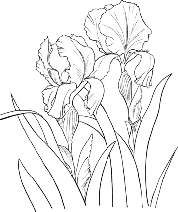 Garden german iris or iris germanica coloring page supercoloring iris drawing flower drawing flower sketches