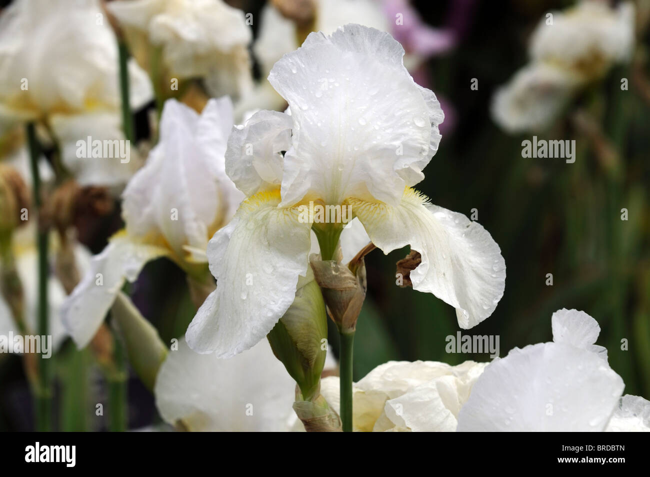 Iris white hi