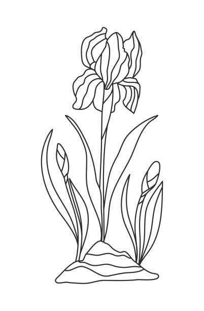 Iris germanica stock illustrations royalty