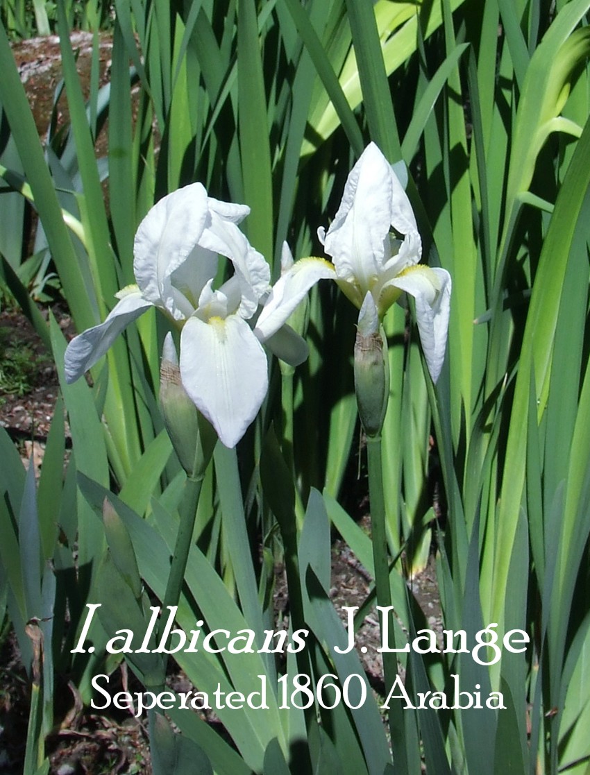 Heritage irises iris albicans