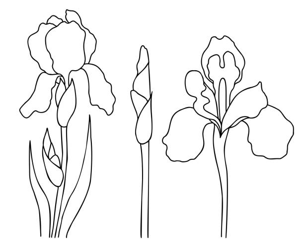 Iris germanica stock illustrations royalty