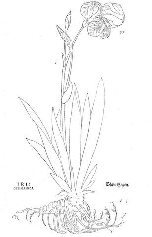 Iris germanica coloring page free printable coloring pages