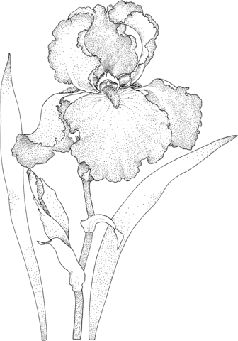 Iris coloring pages printable for free download