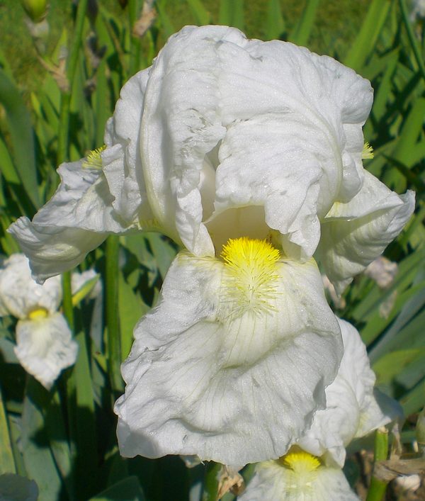 Tbannemarieberthier tbathrue iris