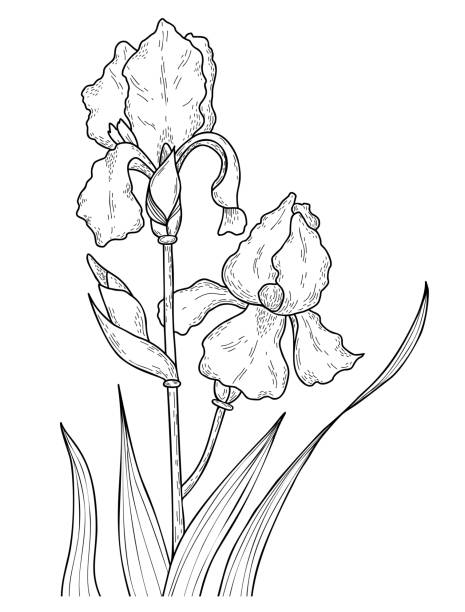 Iris germanica stock illustrations royalty