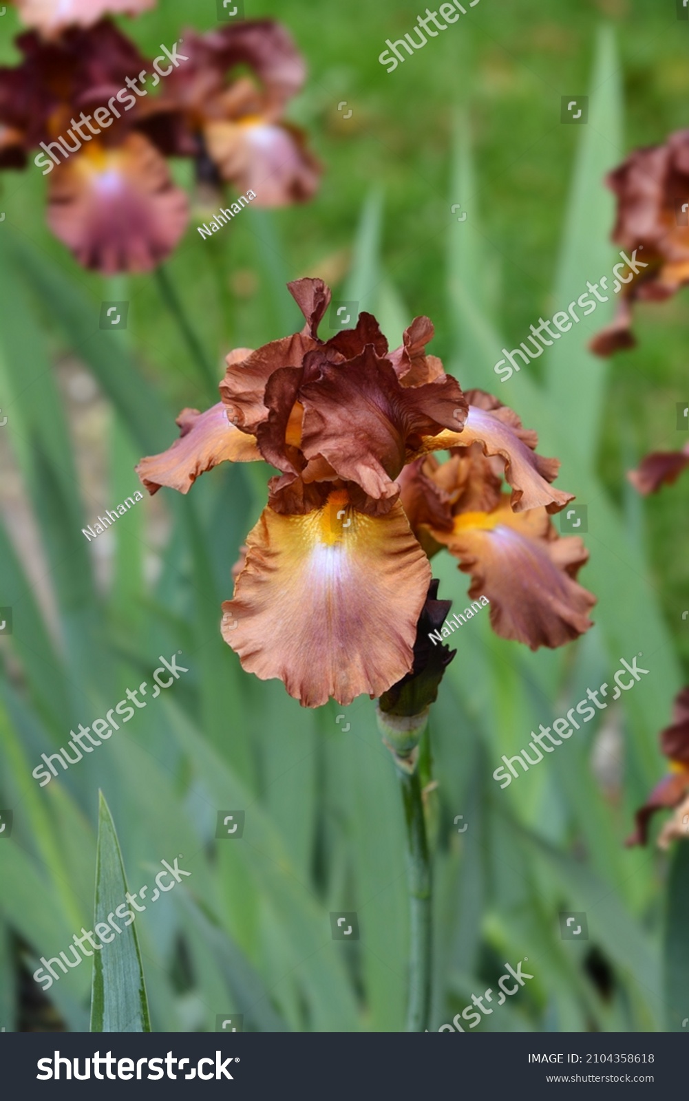 Iris name image over royalty