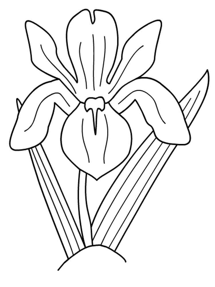 Iris coloring pages