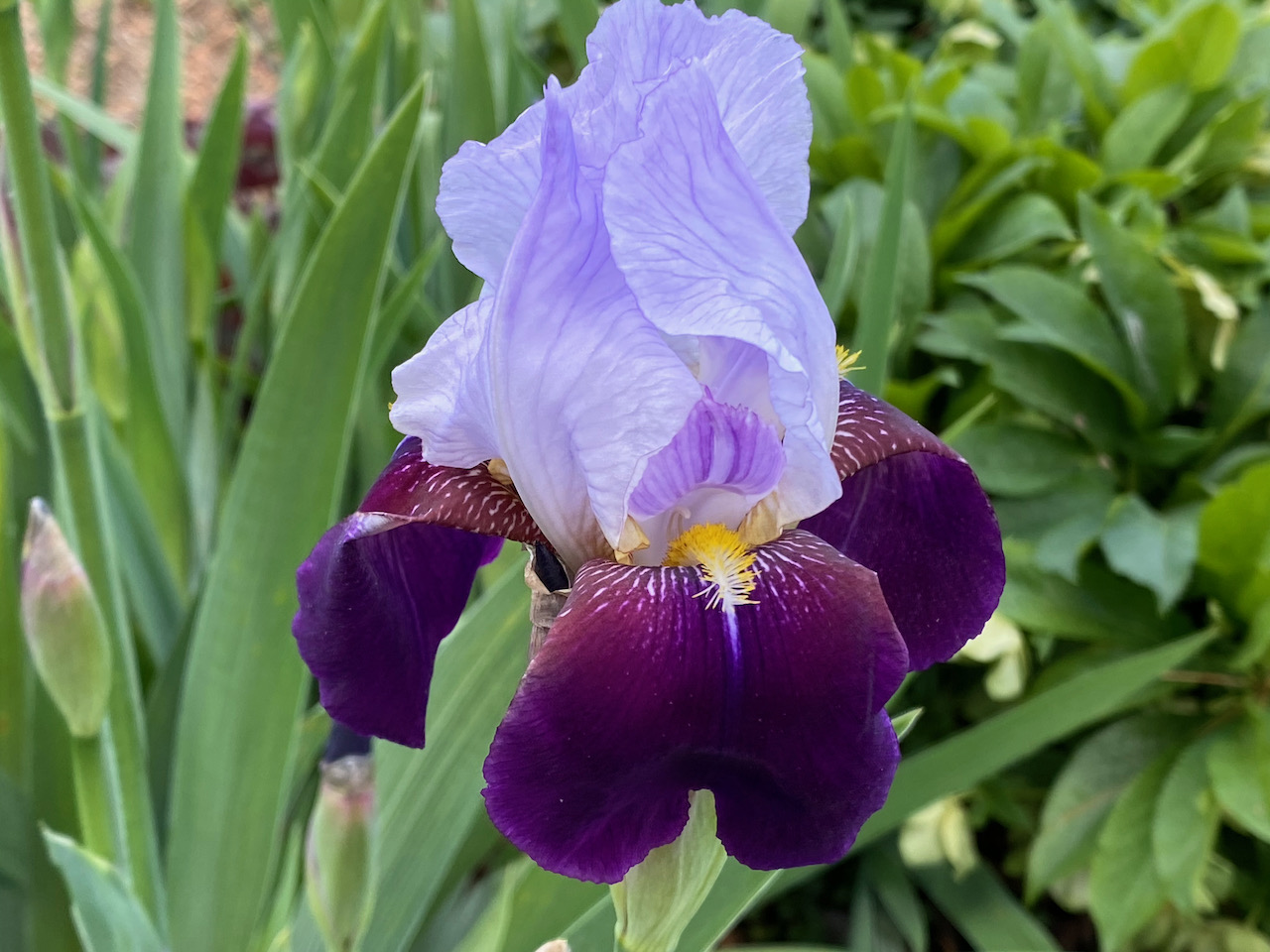 Bearded iris page