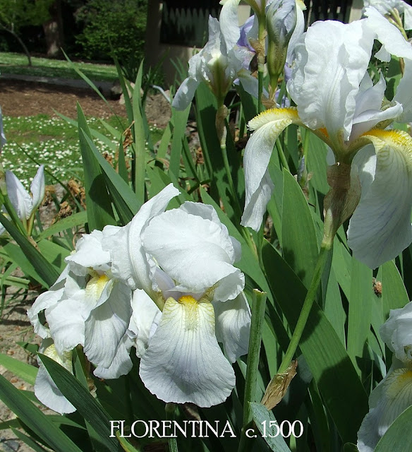 Heritage irises iris florentina the florentine iris