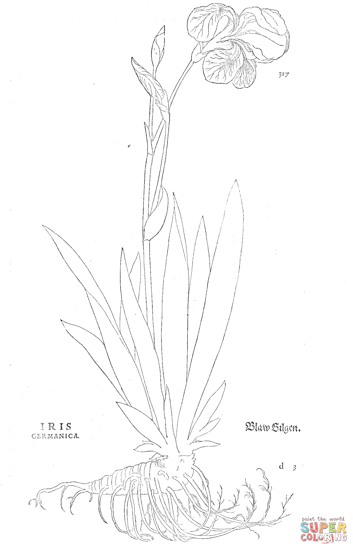 Iris germanica coloring page free printable coloring pages