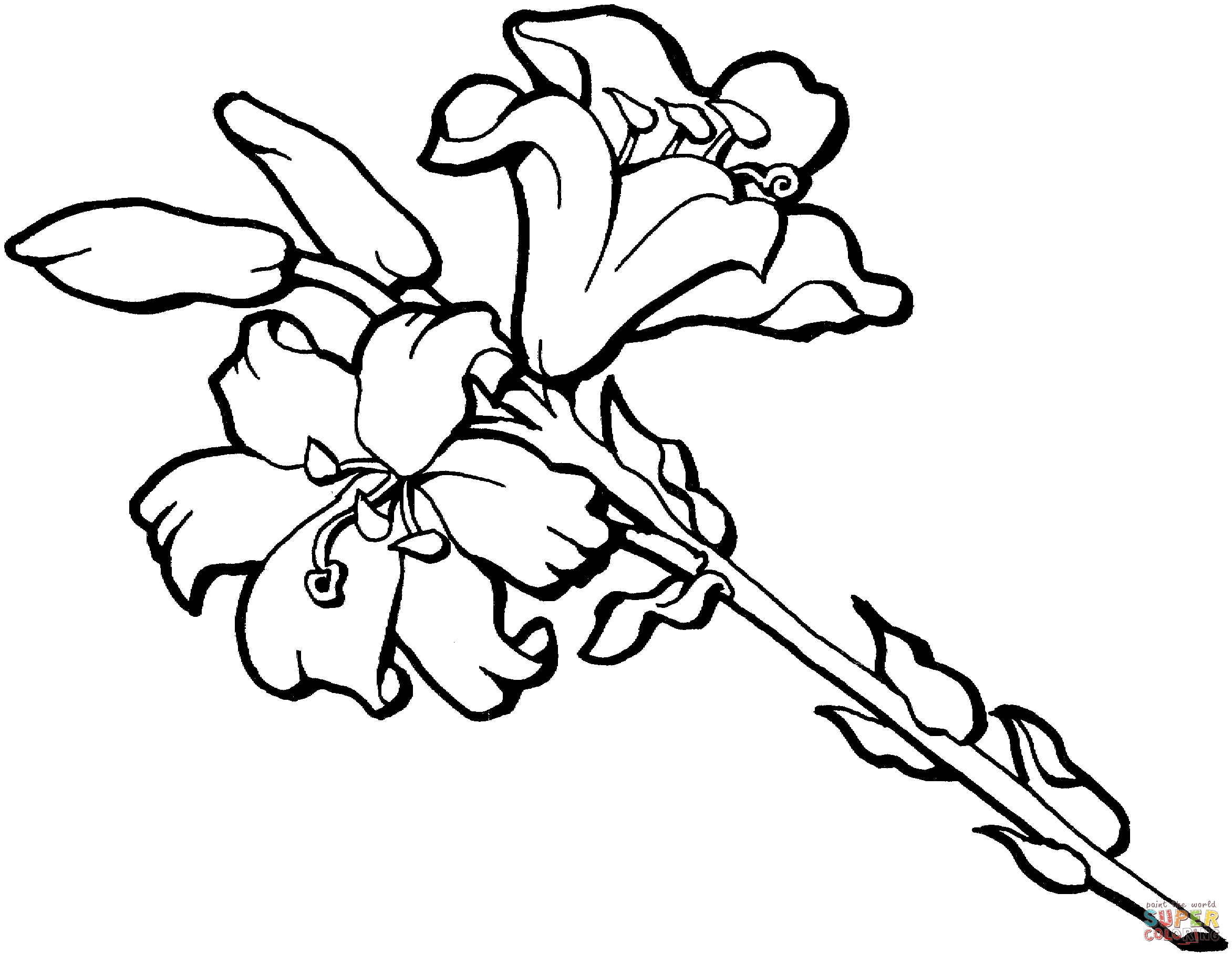 Iris flower blossom coloring page free printable coloring pages flower drawing coloring pages free printable coloring pages