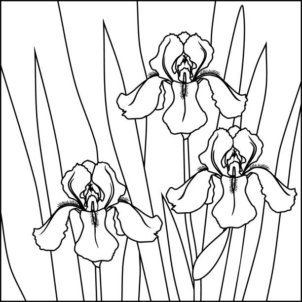 Iris germanica stock illustrations royalty