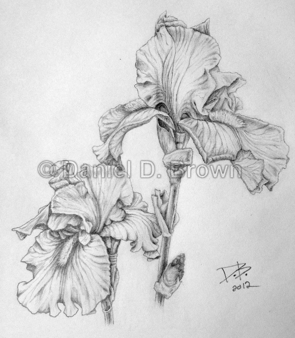 Mothers day irises daniel d brown pencil