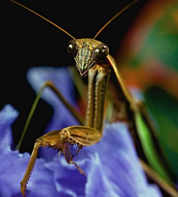 Praying mantis closeup portrait on iris flower poster by leslie crotty