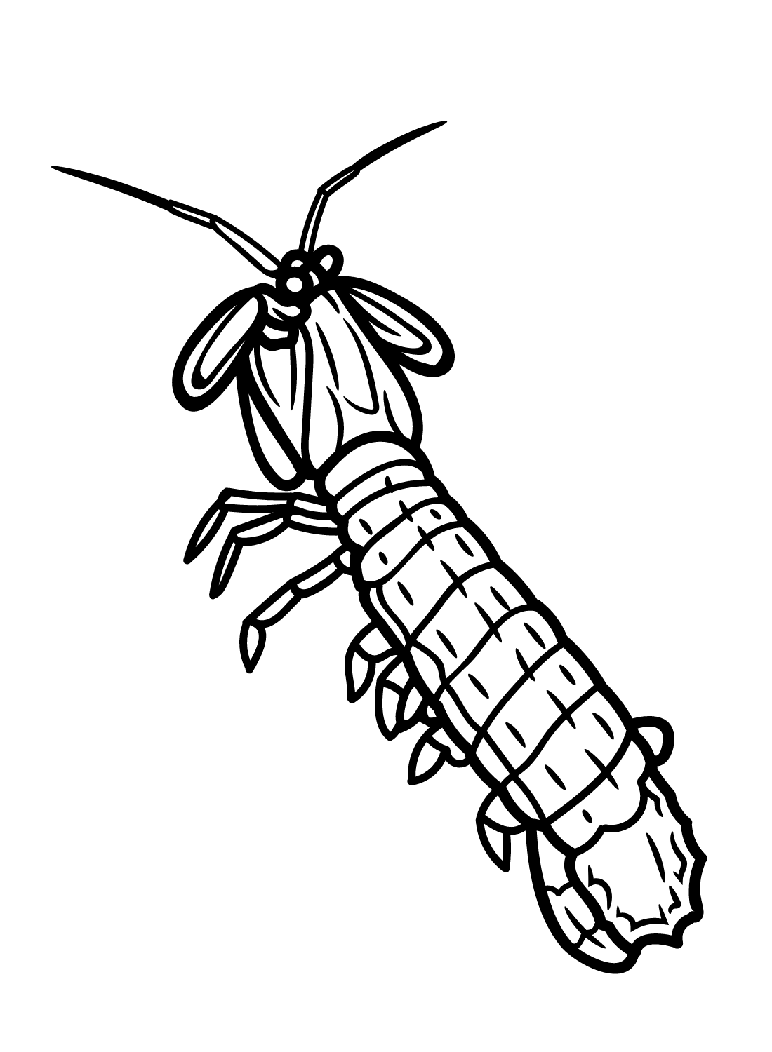 Mantis shrimp coloring pages printable for free download