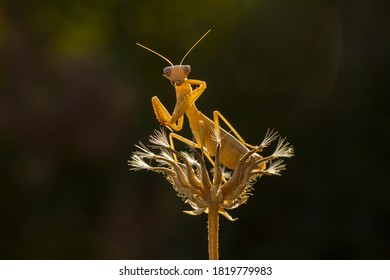 Iris mantis photos and images pictures