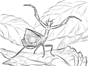 Praying mantis coloring pages free coloring pages