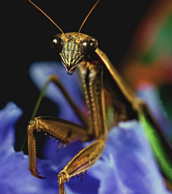 Praying mantis closeup portrait on iris flower iphone case by leslie crotty