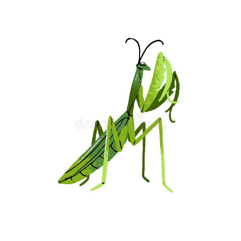 Praying mantis biology stock illustrations â praying mantis biology stock illustrations vectors clipart