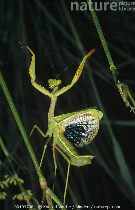 Stock photo of mediterranean mantis iris oratoria female in defensive display spain available for sale on www