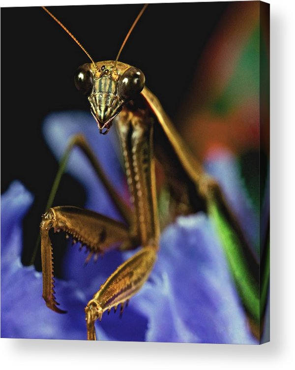 Praying mantis closeup portrait on iris flower acrylic print by leslie crotty