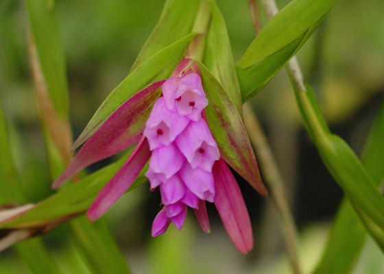 Isochilus major at santa barbara orchid estate