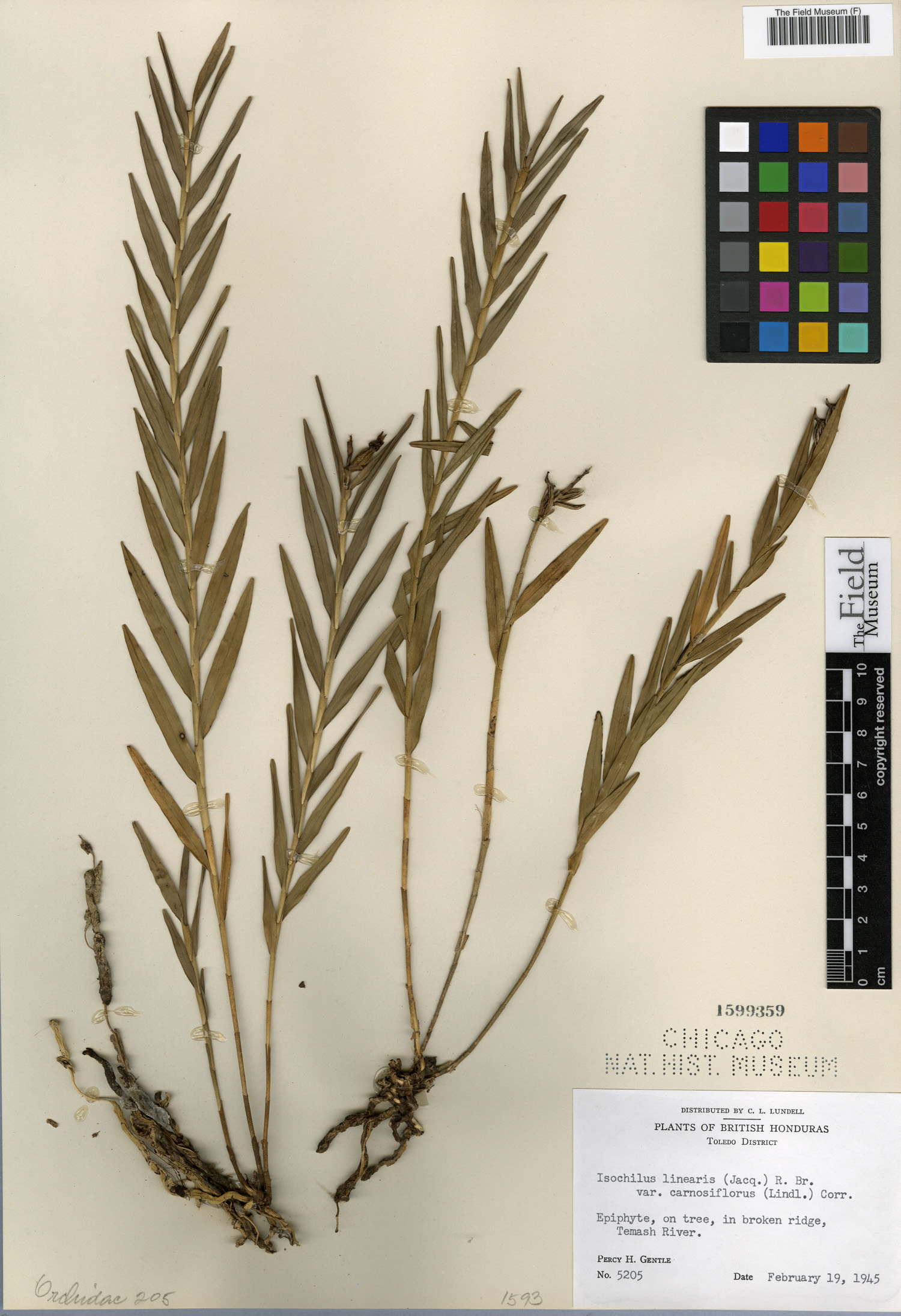 Media botanical collections