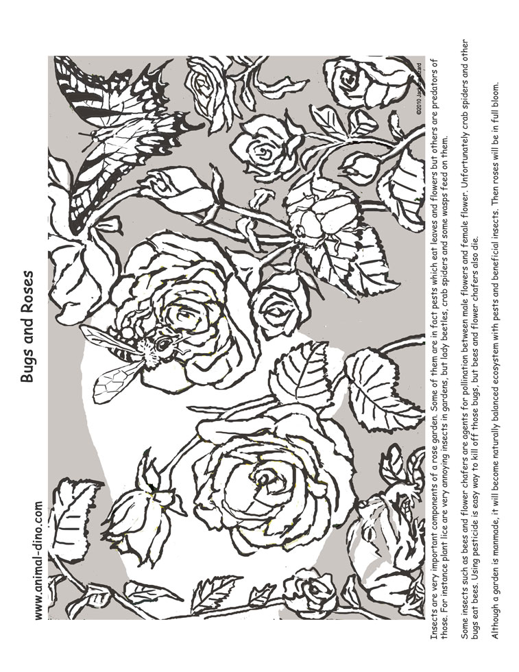 Animal coloring page bugs and roses print size