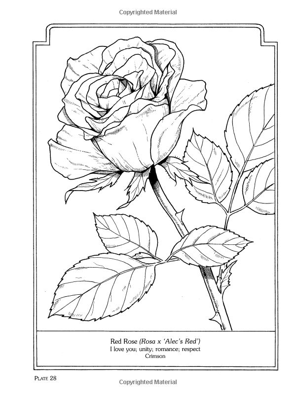 The language of flowers coloring book john green books