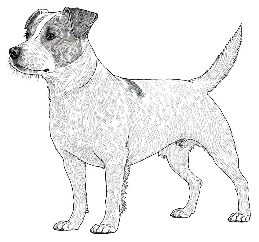 Dog coloring pages â coloring sheets for popular breeds
