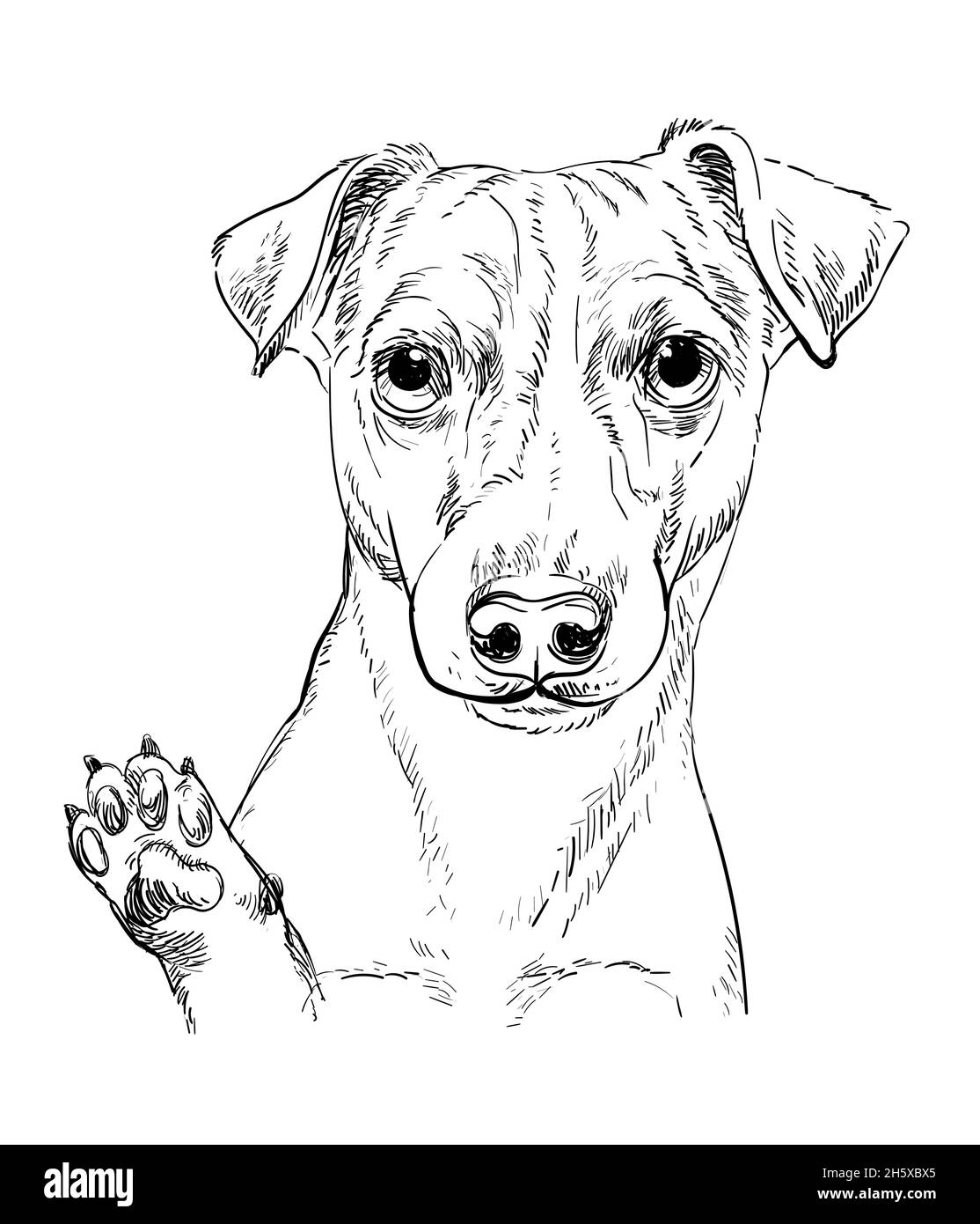Realistic head of jack russel terrier dog vector hand drawing illustration isolated on white background for decoration coloring book pages design stock vector image art