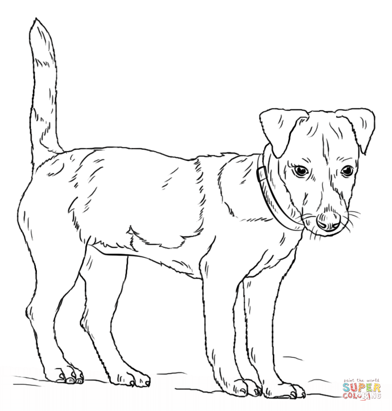 Jack russell terrier coloring page free printable coloring pages