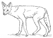 Jackals coloring pages free coloring pages