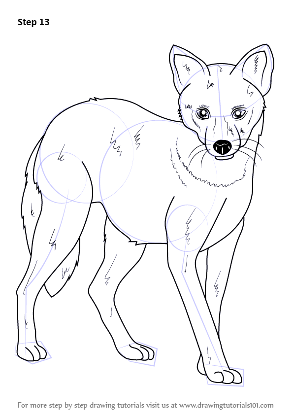 How to draw a golden jackal wild animals step by step