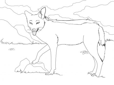 Black backed jackal coloring page super coloring african animals animal templates animal printables