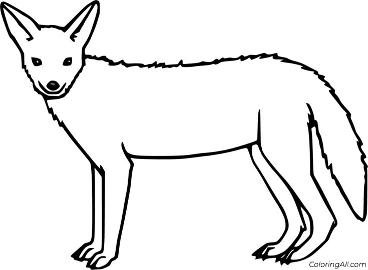 Free printable jackal coloring pages easy to print from any device and automatically fit any paper size animals black and white coloring pages jackal